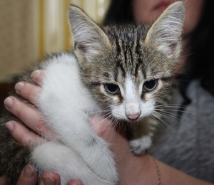 котя
