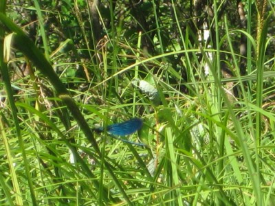IMG_1294.jpg