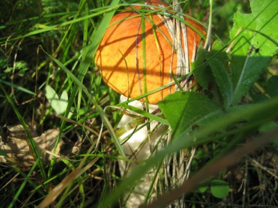 IMG_4574.jpg