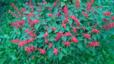 WP_20140901_001.jpg