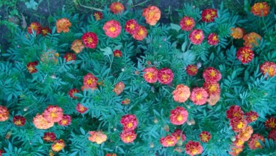 WP_20140901_004.jpg