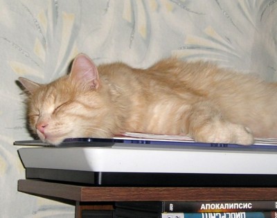 кот 1.jpg