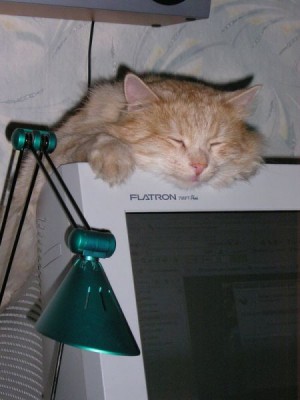 кот 2.jpg