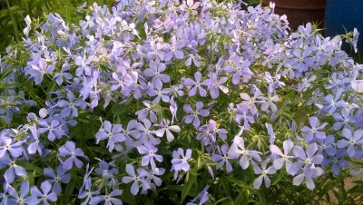 WP_20150529_001.jpg