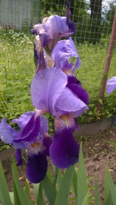 WP_20150615_004.jpg