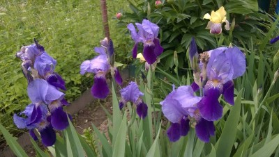 WP_20150615_003.jpg
