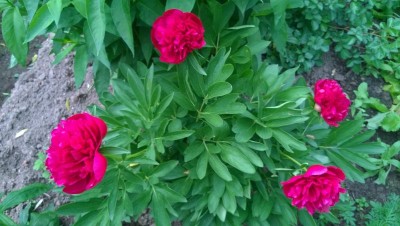 WP_20150615_001.jpg