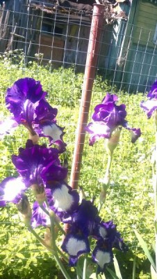 WP_20150616_001.jpg