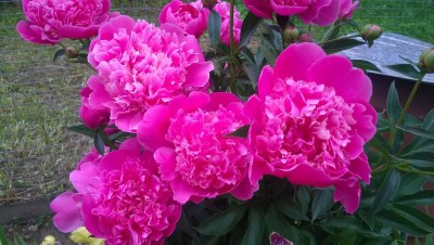WP_20150621_001.jpg
