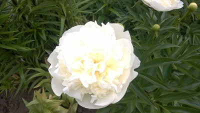 WP_20150622_001.jpg