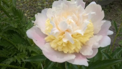 WP_20150622_002.jpg