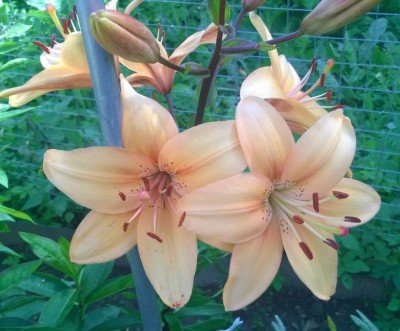 WP_20150724_008.jpg